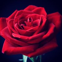 kuremai kaori🌹9's (@kaorin68226083) 's Twitter Profile