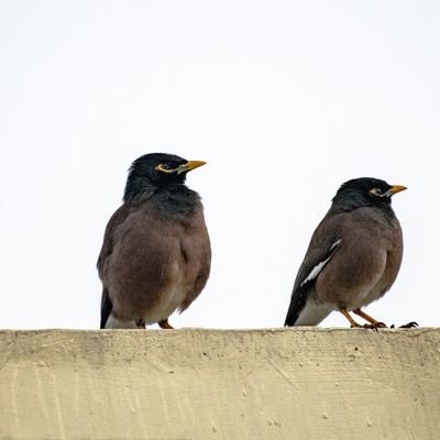 ThulasiAnjaney1's profile picture. 𝙄𝙖𝙢 𝙖 𝙘𝙤𝙢𝙢𝙤𝙣 𝙚𝙡𝙚𝙘𝙩𝙤𝙧𝙖𝙩𝙚