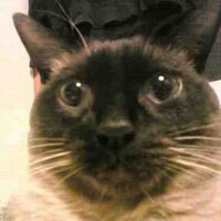 レイチェル (@raychel_walker) 's Twitter Profile