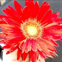 Carol Graham (@cgraham0522) 's Twitter Profile