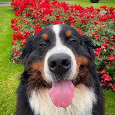 The official unofficial account for the céad madra na hÉireann. Managed by Assistant Editor Frida.