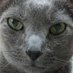 北乃銀猫(Kitano Ginneko) (@silbernekatze_) Twitter profile photo 北乃銀猫(Kitano Ginneko) (@silbernekatze_) Twitter profile photo