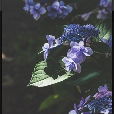 ajisai_DAAAMO's profile picture. 