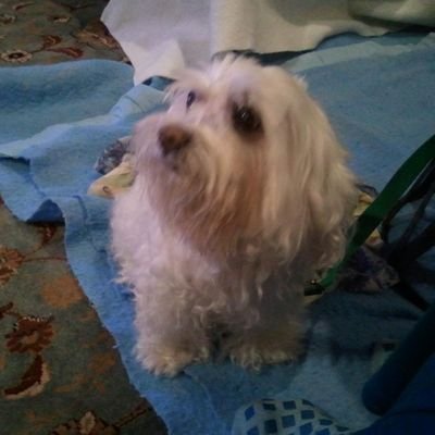 AncientSargon's profile picture. Mad dog of information.