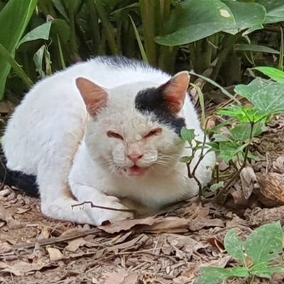 แมวเอียงคอกับกระรอกขนฟูさんのプロフィール画像