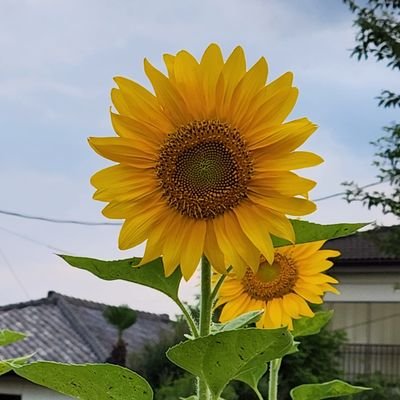 群馬県で某医療法人に勤務する事務員です。高崎市立中川小学校、同市立中尾中学校、東京農業大学第二高校、東洋大学経済学部経済学科出身です。