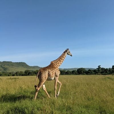 Wildlife conservationistになりたい。南に住みたい | 生態学 学士・修士→経営コンサル→国際自然保護NGO @India🇮🇳→ @Netherlands🇳🇱 | Storytelling