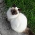 El gato siamés (@el_gato_siames1) Twitter profile photo El gato siamés (@el_gato_siames1) Twitter profile photo