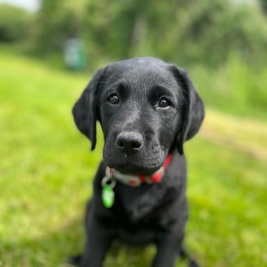 AquaPixie1's profile picture. Tour Guide at Royal Shakespeare Theatre. Also I really love dogs.