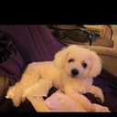 Shelly Bicknese - @bicknese - Twitter