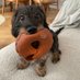 Prince Winston 🐶 (@winstonwoufwouf) Twitter profile photo Prince Winston 🐶 (@winstonwoufwouf) Twitter profile photo