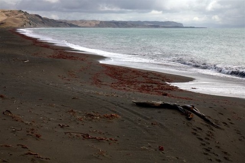 NZsurfclams's profile picture. the most amazing eating, sustainably harvested wild clams from the wild, rugged surf of the New Zealand Coast