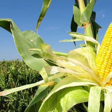 COMISIONADO ESTADAL DE AGROPRODUCCION.
CIENCIAS DEL AGRO.
AMANTE DE LA MÚSICA CRIOLLA.