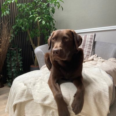 PVagjiani's profile picture. Vegan for a kinder life, road cyclist, interested in blockchain, blessed husband, father of two daughters and one dog. Living one fantastic life!