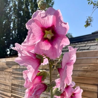 CynthiaHalliga3's profile picture. rights for everyone, inclusive education, disabled folks, and many cats 🍉🐱🧡🌈✌️