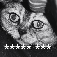Wolny kot 🐈🇵🇱🇪🇺 (@cezary87576435) 's Twitter Profile