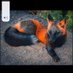 Fun Sized Fox (@purplef72091460) Twitter profile photo Fun Sized Fox (@purplef72091460) Twitter profile photo