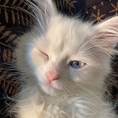 cocomealife's profile picture. 🤍조말공주🤍