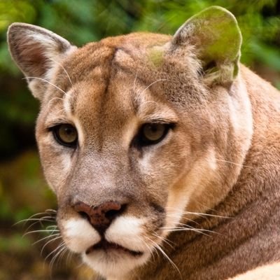 Puma9kat Profile Picture