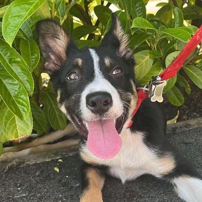 Four Month Old Border Collie Pup From Wales! Follow My Pawsome Adventures 🐾