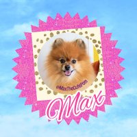 MaxTheCutePomeranian 🇨🇦 🐦 (@maxthecutepom) 's Twitter Profile