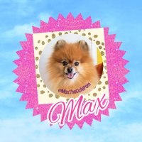 MaxTheCutePomeranian 🇨🇦 🐦(@MaxTheCutePom) 's Twitter Profileg