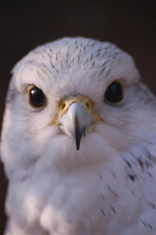 buitenmens's profile picture. Buitenmens... ik twitter over al mijn buiten-avonturen :-) kijk ook op mijn blog http://t.co/wBn4wekPd6