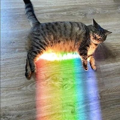 AmaMariYu's profile picture. Pell-mell