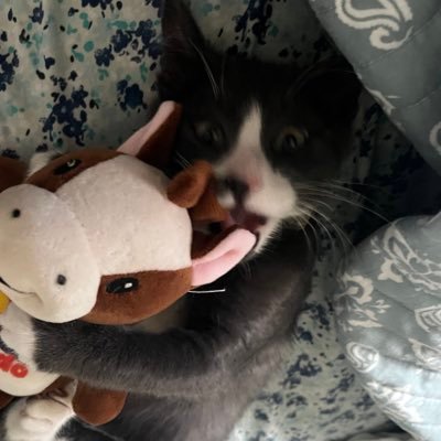 trinketpxe's profile picture. trinket / sylvy in melee