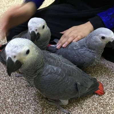 sharlot211's profile picture. Explore our blog post to find the perfect parrot for adoption near your area and where to find them. https://t.co/StHNeBl70L