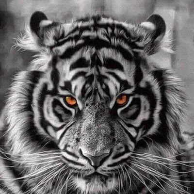 MulloTetsu31298's profile picture. 