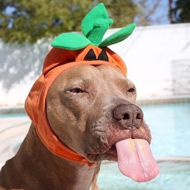 ImtuyNft's profile picture. JDTY688N  "⚙️"|