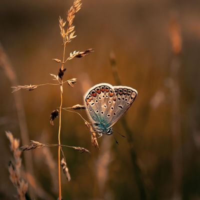 Brooek_'s profile picture. شخص مسالم