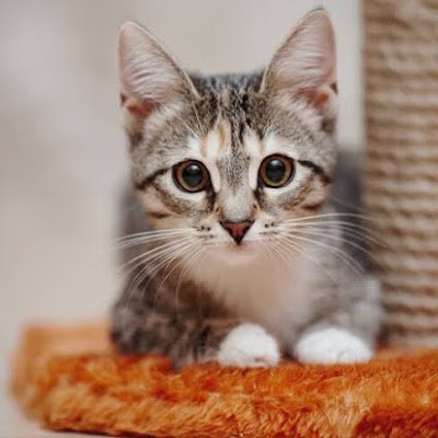 mmaa5283's profile picture. 