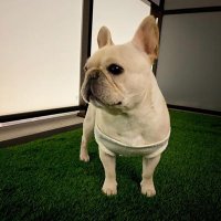 frenchie zone (@frenchiezone) 's Twitter Profile