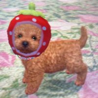 puuc (@puucioc) 's Twitter Profile