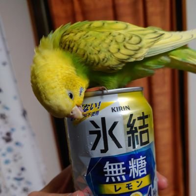 ozknahiko's profile picture. 小沢健二と羽生結弦 
元垢あひみょんです。@ahiru1966のアカウントにログイン出来なくました😭@ahiru1966のフォロワー様、こちらもフォローして頂けたら嬉しいです😭😭😭

セキセイインコ🐥⸒⸒ アイコンはハルちゃん、ヘッダーはあおちゃんです。
タイッツー https://t.co/hz6CKqIyez