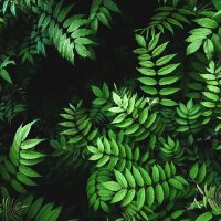 Braveleaf🍉 (@braveleaf) 's Twitter Profile
