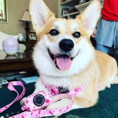 corgii_lover Profile Picture