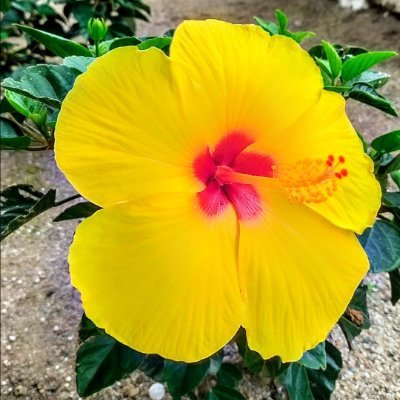 shiera158249376's profile picture. 美味しい物好き😋
綺麗な物も好き🥰
自然が好き💞
よろしくお願いします♪