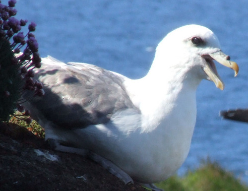 Lives in Orkney. Birdwatcher and bird ringer. BDMLR Marine Mammal Medic. Full UK Radio Amateur Licence holder @GM0KTH.