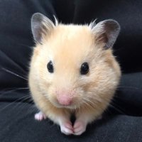 め！ (@meily_plus) 's Twitter Profile