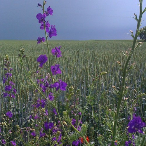 Mancserb's profile picture. 