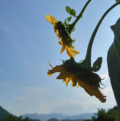 あんずさんのプロフィール画像