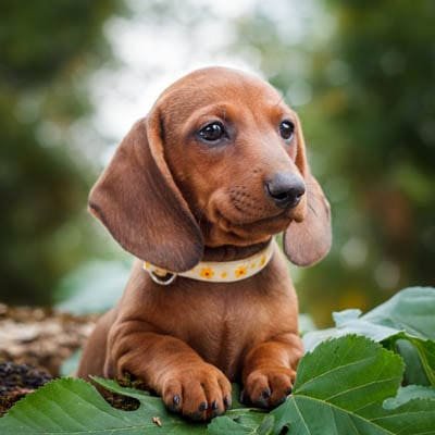 Welcome to @dachshundd_club 🐕 We share daily #dachshund Contents  🐾 Follow us if you really love dachshund❤️