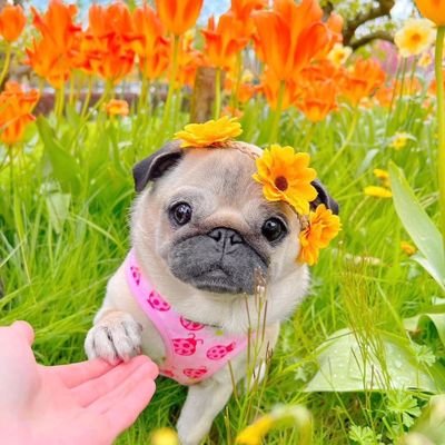 Welcome to @pugg_lover 🐕 We share daily #pug content 🐶 Follow us if you really love pug 🥰