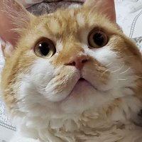 ラムキンのもやし君 (@moyashi_lambkin) 's Twitter Profile Photo