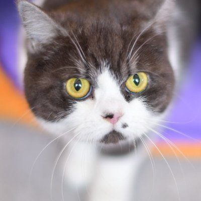 ただのアホな道楽もん。
FUJIFILM Xシリーズ📷で主にポートレート撮影🐈
ナイスなモデルさん、写真で繋がった皆さんに感謝です✌️
⛔エロ垢進入禁止!
