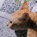 ShrimpPowder* (@renniiichan) Twitter profile photo ShrimpPowder* (@renniiichan) Twitter profile photo