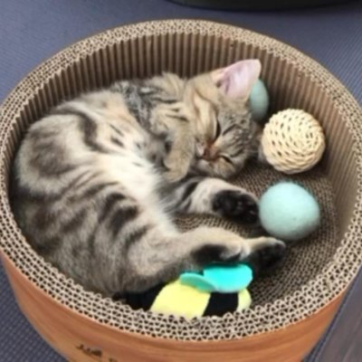 ミヌエットのみーちゃんの日常写真・動画です☆
皆さん、癒やされてください☺
名前:みー子/猫種:ミヌエット/性別:女の子/誕生日:2020年10月13日